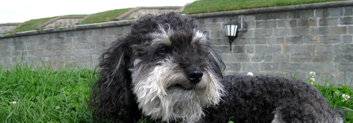 next to the Quebec City wall