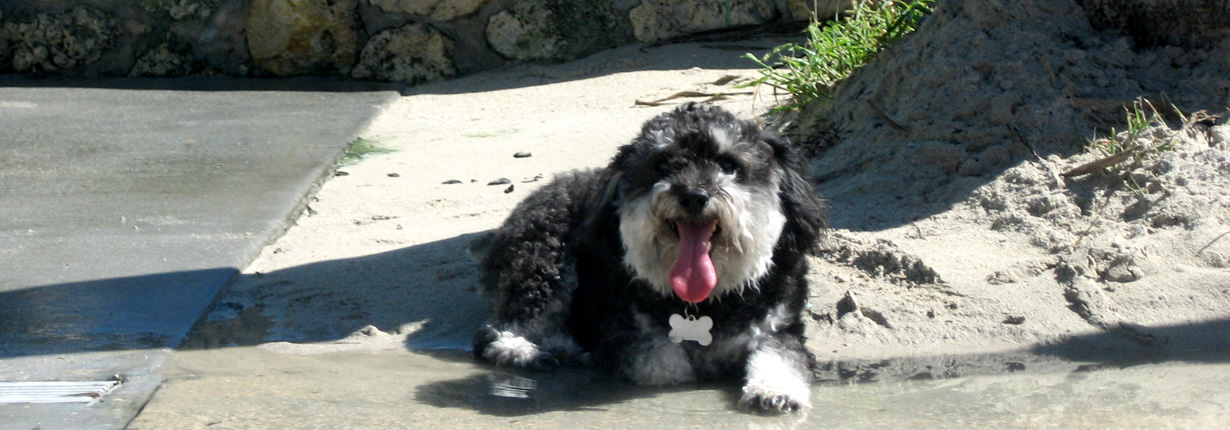 willie on south beach