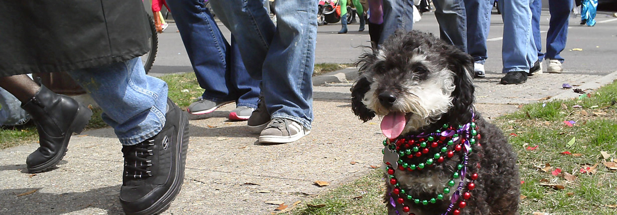 willie mardi gras day 2012