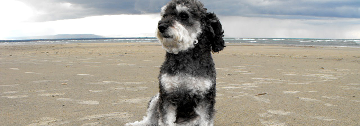 willie on wasaga beach