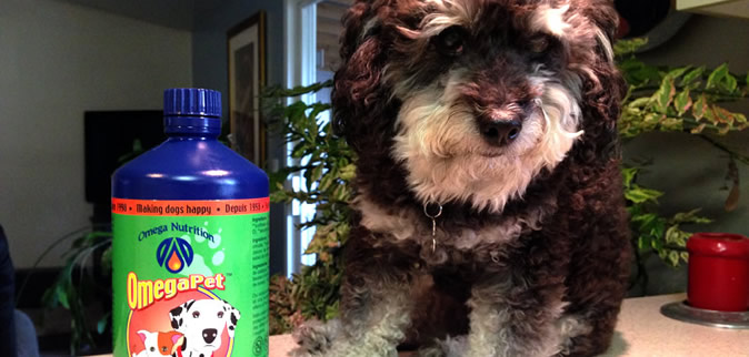 omega pet oil supplement