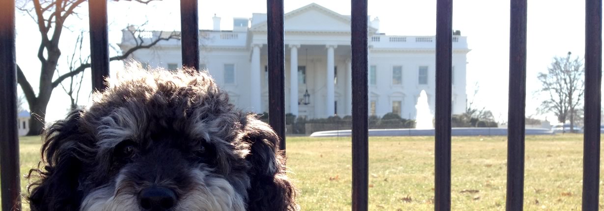 willie at the white house