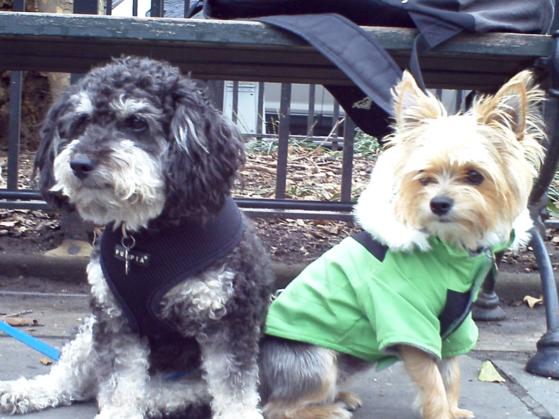 China Town, New York City