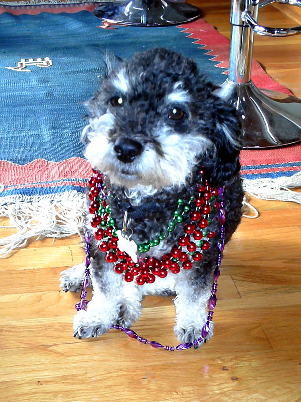 ready for mardi gras