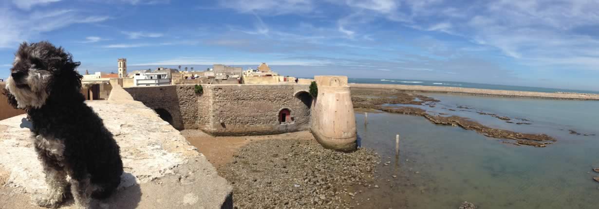 willie sitting on top of the city wall in morocco