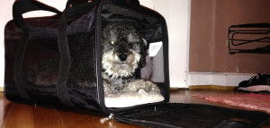 willie in his sherpa pet carrier